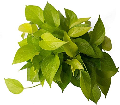 Image of American Plant Exchange Neon Pothos - Live 6-Inch Potted Climbing Vine, Easy-Care Air Purifying Houseplant, Fast-Growing Indoor Plant for Home, Office, Bedroom, Living Room & Indoor Jungle Decor
