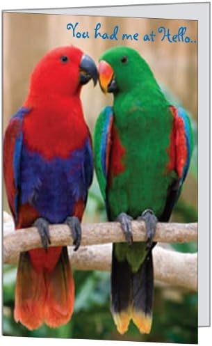 Love You Spouse Wife Husband Sweet Just Because Romantic Humor Funny Bird Birthday Anniversary Greeting Card 5x7 by QuickieCards