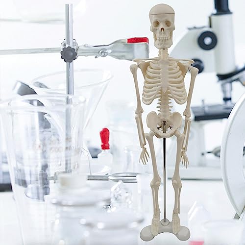 Squelette humain complet détachable pour enseignement anatomique et éducation médicale