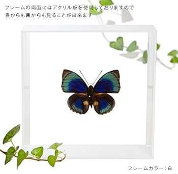 Amazon.co.jp: 蝶の標本 ベアティフィカミイロタテハ A