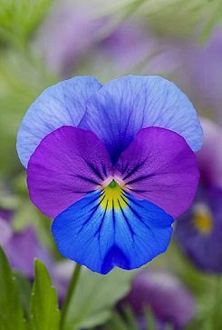 Saavyseeds Raven Bi Color Pansy Seeds - 35 Count