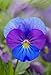 Saavyseeds Raven Bi Color Pansy Seeds - 35 Count