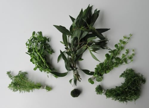 florari Algenfeind Nr.1 - Algenkiller-Set, Algenkiller, Anti Algen, Aquarienpflanzen, Sortiment, schnellwachsend