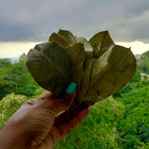 Jamaican Soursop Leaves (Annona muricata) 1 oz, Organic, Dried, Guanabana, Graviola Loose Leaf Tea, Origin: Jamaica