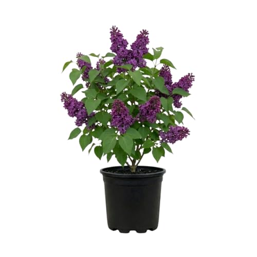 Purple Lilac Bush Tree 6-12 Tall Quart Pot Starter Plant Cold Hardy Low Maintenance Fragrant Lilac Tree Ready to Plant for Outdoor Garden