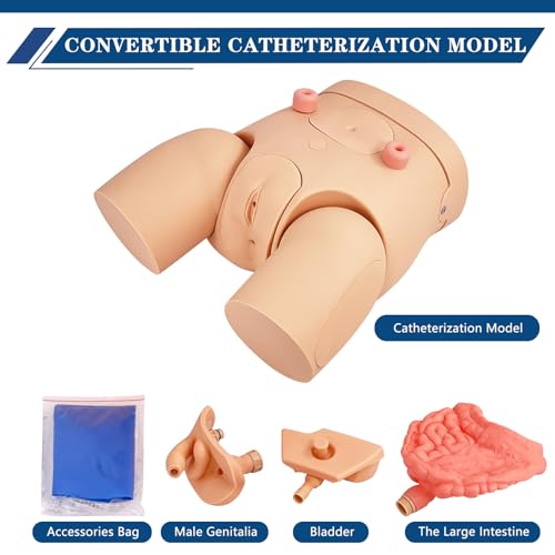 Modèle de cathétérisation interchangeable AMITD pour pratique infirmière - 7