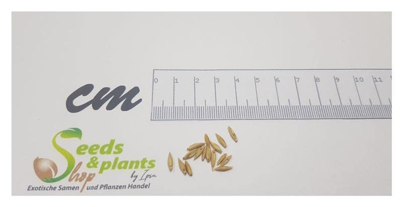 Stk - 15x Bambusa ventricosa Buddha Bauch Garten Pflanzen - Samen B768 - Seeds Plants Shop Samenbank Pfullingen Patrik Ipsa - Image 3