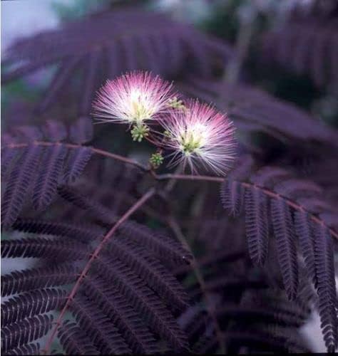 30 Persian Silk Tree Seeds - Summer Chocolate Mimosa Silk Tree Seed, Silk Tree Seeds for Planting