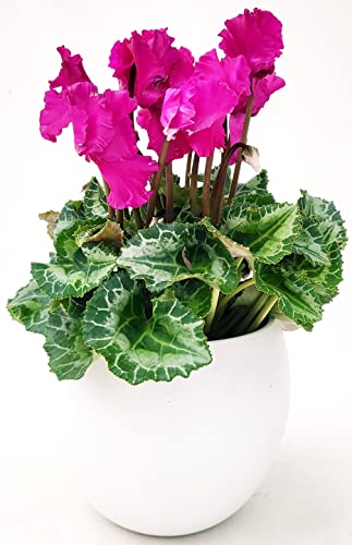 POWERS TO FLOWERS - CICLAMINO RICCIO FRANGIATO FUCSIA IN VASO CERAMICA BIANCO SFERICO, FIORITURA EXTRA, pianta vera