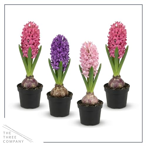 Live Flowering Hyacinth (4 Per Pack) - Grower\'s Choice Assorted Colors, Beautiful Spring Bulbs, Ships Dormant in a 1 Pint Pot, Blooms in 2-3 Weeks