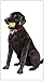 Black Labrador Retreiver Lab Tennis Ball Dog Flour Sack Cotton Kitchen Dish Towel - 30" x 30" Mary Lake Thompson design
