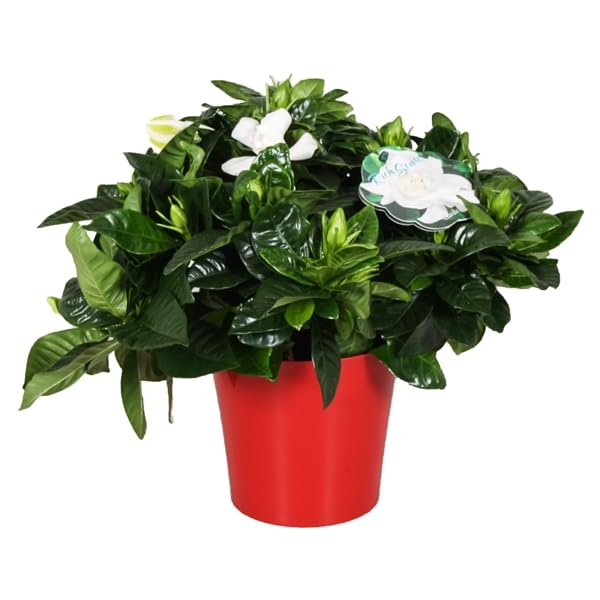 Evergreen Fragrant Gardenia Jasminoides - Cape Jasmine Plant in 13cm Pot