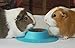 STAYbowl Tip-Proof Ergonomic Pet Bowl for Guinea Pig and Other Small Pets; 1/4-Cup Size; Sky Blue