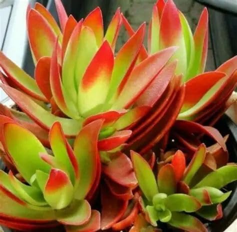 GROWDERS Campfire Succulent Plant (Crassula/Echeveria Variety) | Vibrant Red & Green Leaves | Low Care Indoor & Outdoor Plant | Healthy Live Potted Plant for Home, Office & Garden (PACK OF 1)