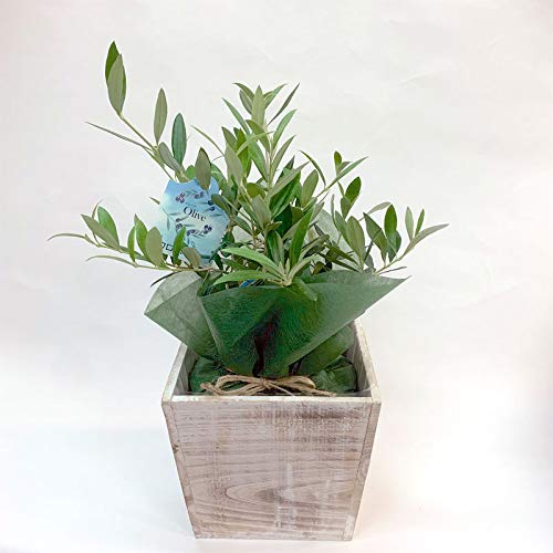 オリーブの木 5品種5鉢セット 品質良好 お買い得です オリーブ （全11