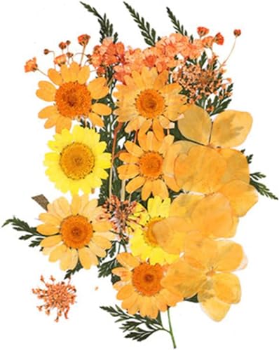 Flores secas para manualidades DIY y decoración miniatura 6