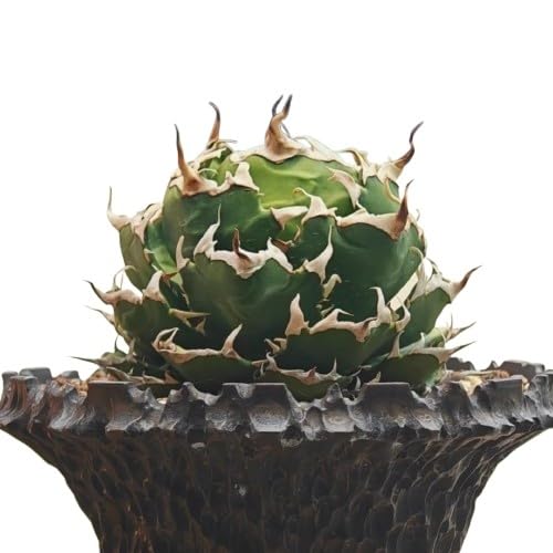 観葉植物 アガベ チタノタ」の人気商品一覧 | 安い商品を通販サイト