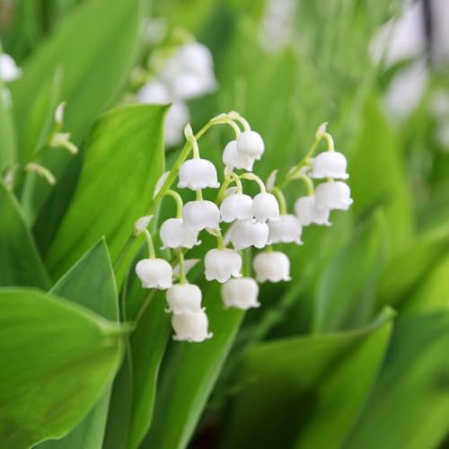 bulbos de lirio de los valles perenne resistente - comprar temprana temprana de primavera raras 20pcs