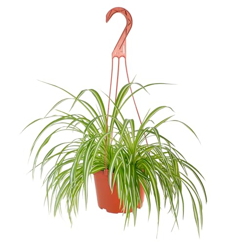Shop Succulents Spider Plant, Hanging Live Indoor Plant, Easy Car...