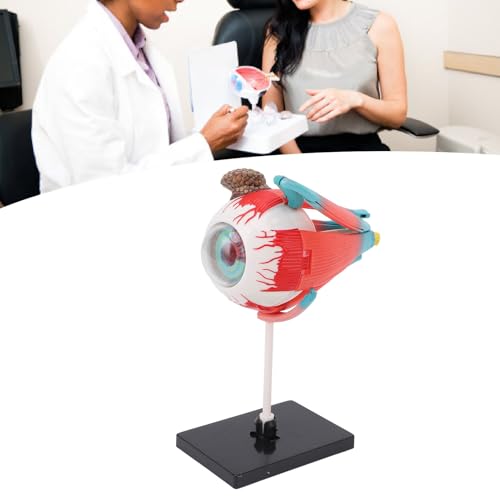 Image of ZJchao Human Eye Anatomical Model with 16 Detachable Parts - Science Teaching Eyeball Model for Education & Display