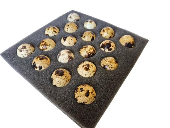 15+ Jumbo Quail Fertile Hatching Eggs JMF Meatmaker Line - NPIP Certified & AI Clean Secure Foam Packaging