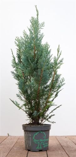 Chamaecyparis lawsoniana 'Columnaris' 80-100 cm – Winterhart, Immergrün, Pflegeleicht – Blaue Säulenzypresse – Heckenpflanze für Garten & Sichtschutz