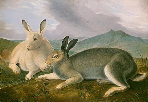 Tableau Lièvre arctique John Audubon poster d'art mural 60x90cm