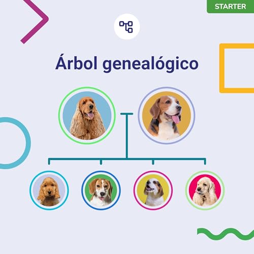 Miniatura 6 de Koko Genetics - Test Adn Para Perros Starter Reportes De Razas Y Rasgos - Actualizaciones Sin Coste.