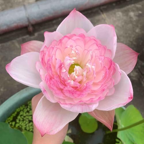 160pcs Bowl Lotus Seeds Mixed Lotus Seeds for Planting Water Features Bonsai Lotus Flower Seed Indoor Outdoor Garden Pond Grow Easily Low Maintenance