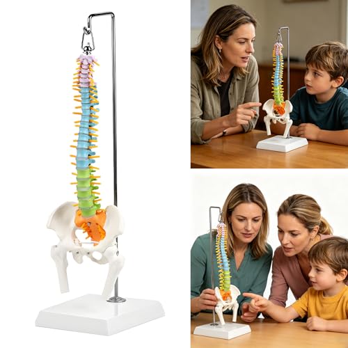 Modelo de columna cervical y médula espinal ampliada para estudio médico 2