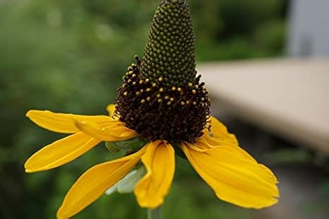 Amazon ルドベキア マキシマ 種子 ３０粒 花