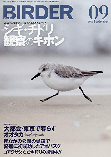 無料電子書籍 アプリ BIRDER(バーダー)2019年9月号 シギ・チドリ観察のキホン バイ