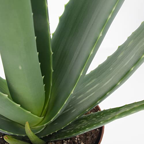 Pianta Aloe vera Kentis, vaso 14 cm