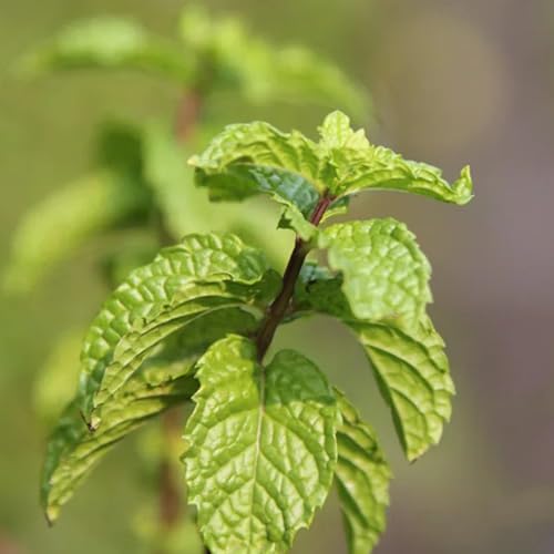 Semi di menta piperita, menta verde, da giardino roccioso resistenti prodotti sostenibili semi di da cucina vecchie varietà resistenti per il giardino 300pcs