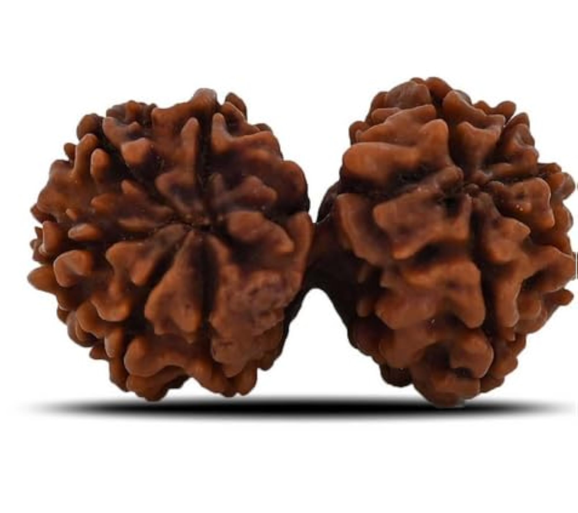 Natural Brown Gaurishankar Rudraksha, Lab Certified Beads