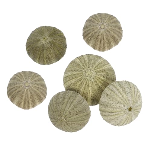 Ciieeo Sea Shell 6 Pieces Decorative Hanging Holder for Beach Wedding Craft Decor