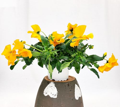 POWERS TO FLOWERS - VIOLE DEL PENSIERO, VIOLA A FIORE PENDULO ARANCIONE, SET 6 PIANTE VASO 12CM DIAMETRO, piante vere