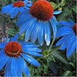 100 PCS Echinacea Sonnenhut Blumensamen für schönen Garten Blau