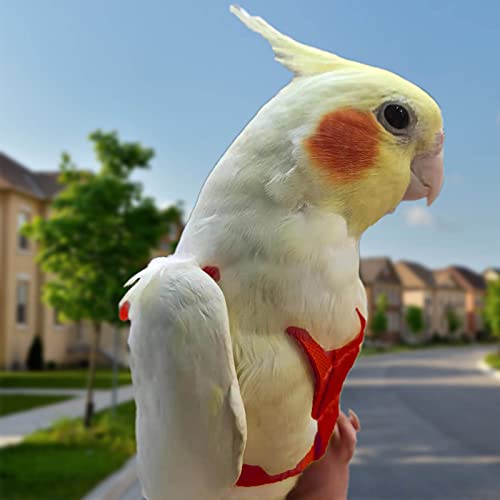 Verstelbaar tuigje voor papegaai, huisdier, vogel, tuigje, lijn, trainingslijn voor buiten vliegen, antibijt, elastische lijn voor vogel, papegaai, kaketoe, ara (rood, XS) - Image 6