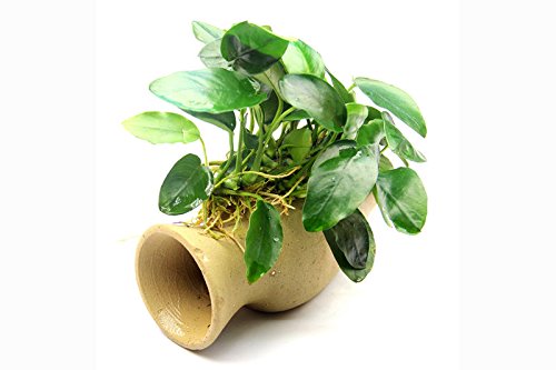 Dennerle Pleco Grotte pour Poisson-Chat Amphore avec Plante Aquarium de Nana – Live Anubias – EU Cultivées et sans Danger pour Les crevettes