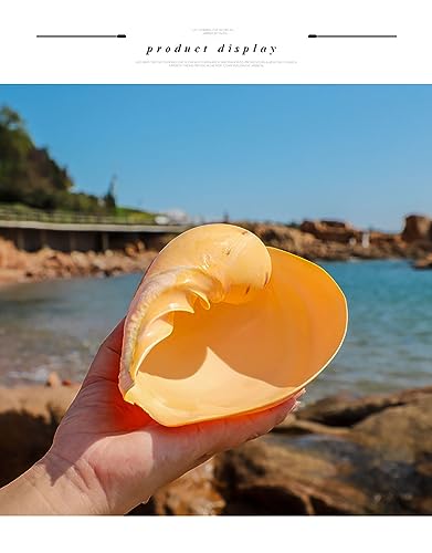 Conchas marinas seleccionadas para decoración de alta gama 5