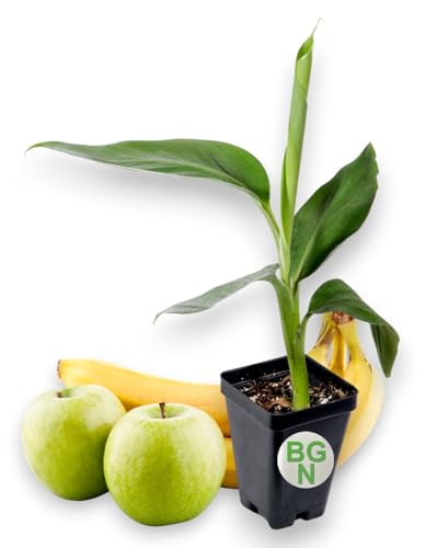 Manzano Apple Banana Plant - Rare - Live Banana Tree