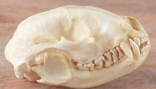Raccoon Skull Replica