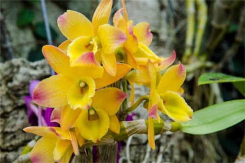 Cymbidium-Bulbos De Phalaenopsis, VersáTil Para Todas Las Estaciones, Calas Bulbos, Cymbidium Orchidee, Bulbos De Orquidea, 8bulbos-G