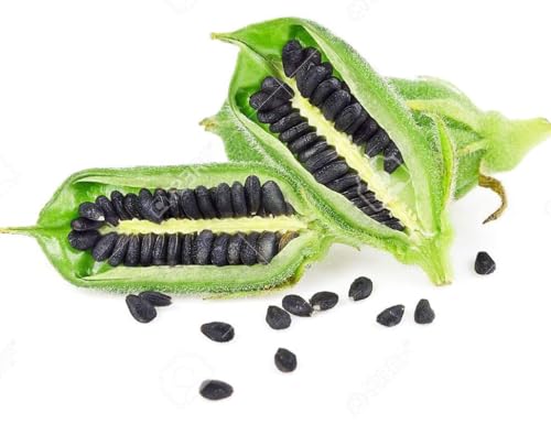 Black Sesame Seeds for Growing Black Sesame Plants - Kurogoma Sesame Seeds