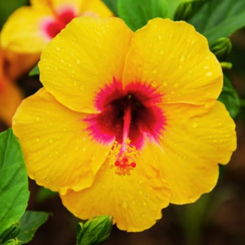 Hibiscus Flower Plant, Hardy Hibiscus Plants Live