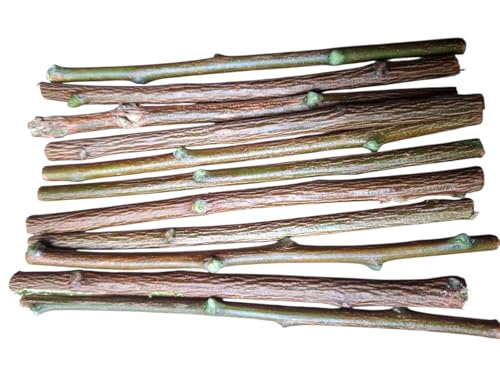Image of Ayurvedic Natural Organic Neem Datun Toothbrush, Twigs Chew Sticks for Brushing Teeth Removes Bad Breath, Relieve Tooth Ache, Healthy Collected in The Wild. (Pack of 40)