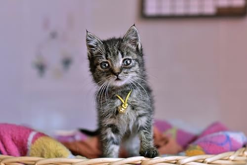 PETVITAL Bachblüten Nr.2 Globuli Vet. 10 g