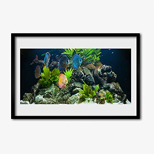 Poisson d'aquarium affiche encadrée 60x40 cm Tulup en cadre MDF pour mur salon