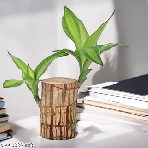 Amazon Brand - ROSEWELL TRADERS Bamboo Lucky Wood Good Luck Live Plant Lucky Brazil Wood Potted Plant (Without Pot) | Indoor Lucky Brazilian Wood Plant for Living Room | Feng Shui Plant (Pack of 1) (B0DGXXLZ1N) Amazon Price History, Amazon Price Tracker